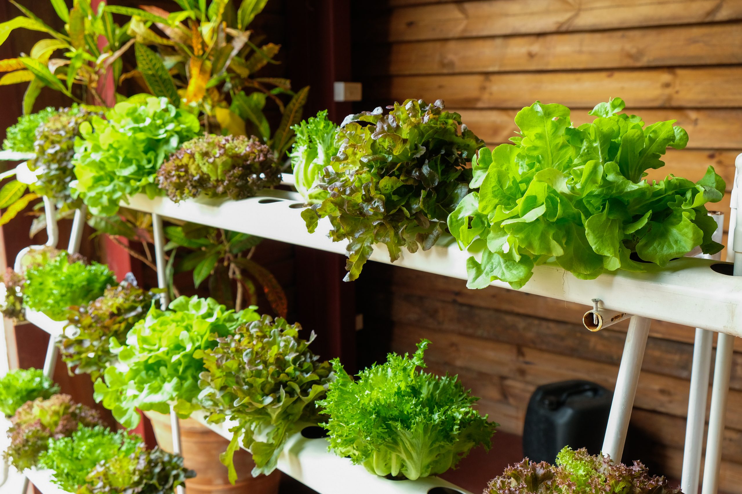 space-efficient hydroponics