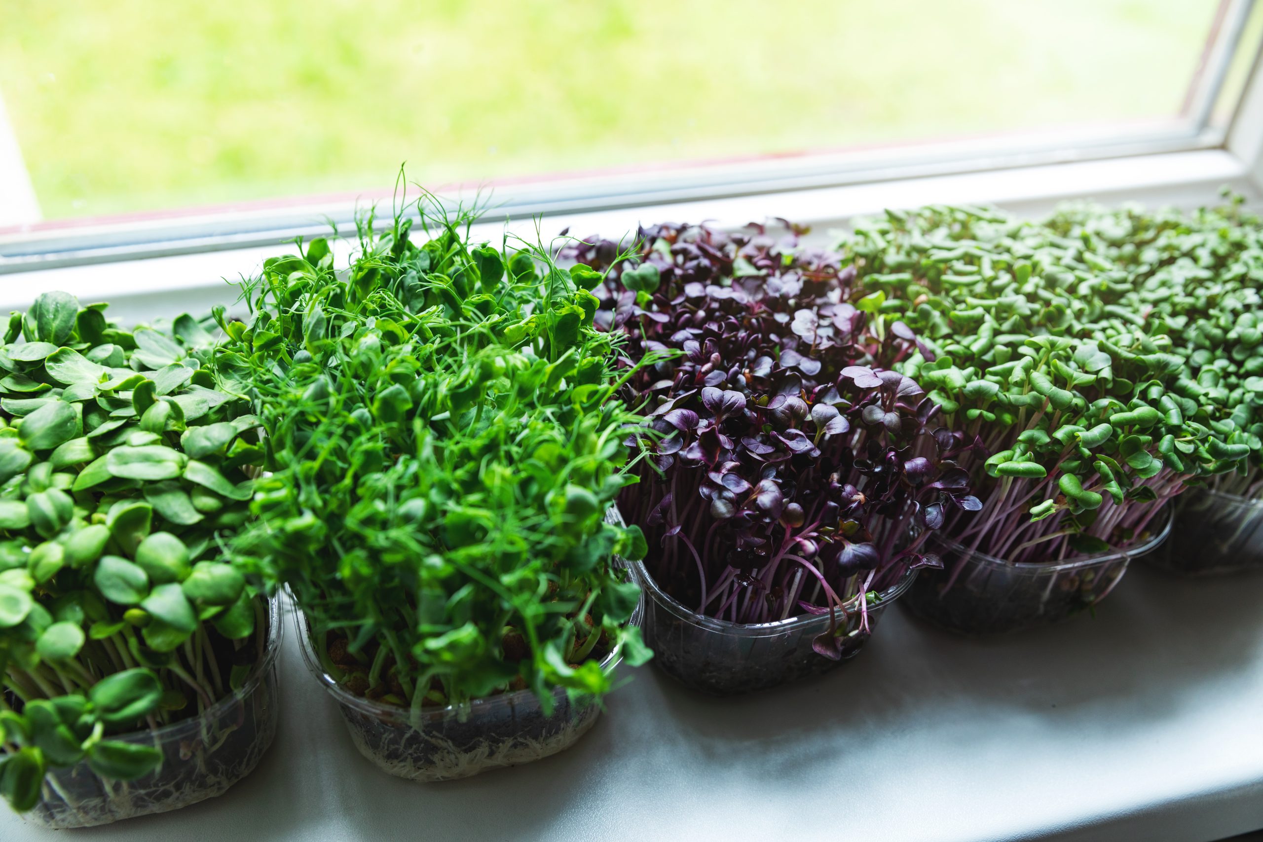 what are the different types of microgreens
