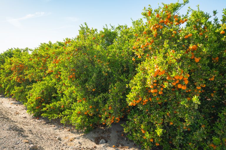 7 Top Fruits Perfect for Cultivating in California