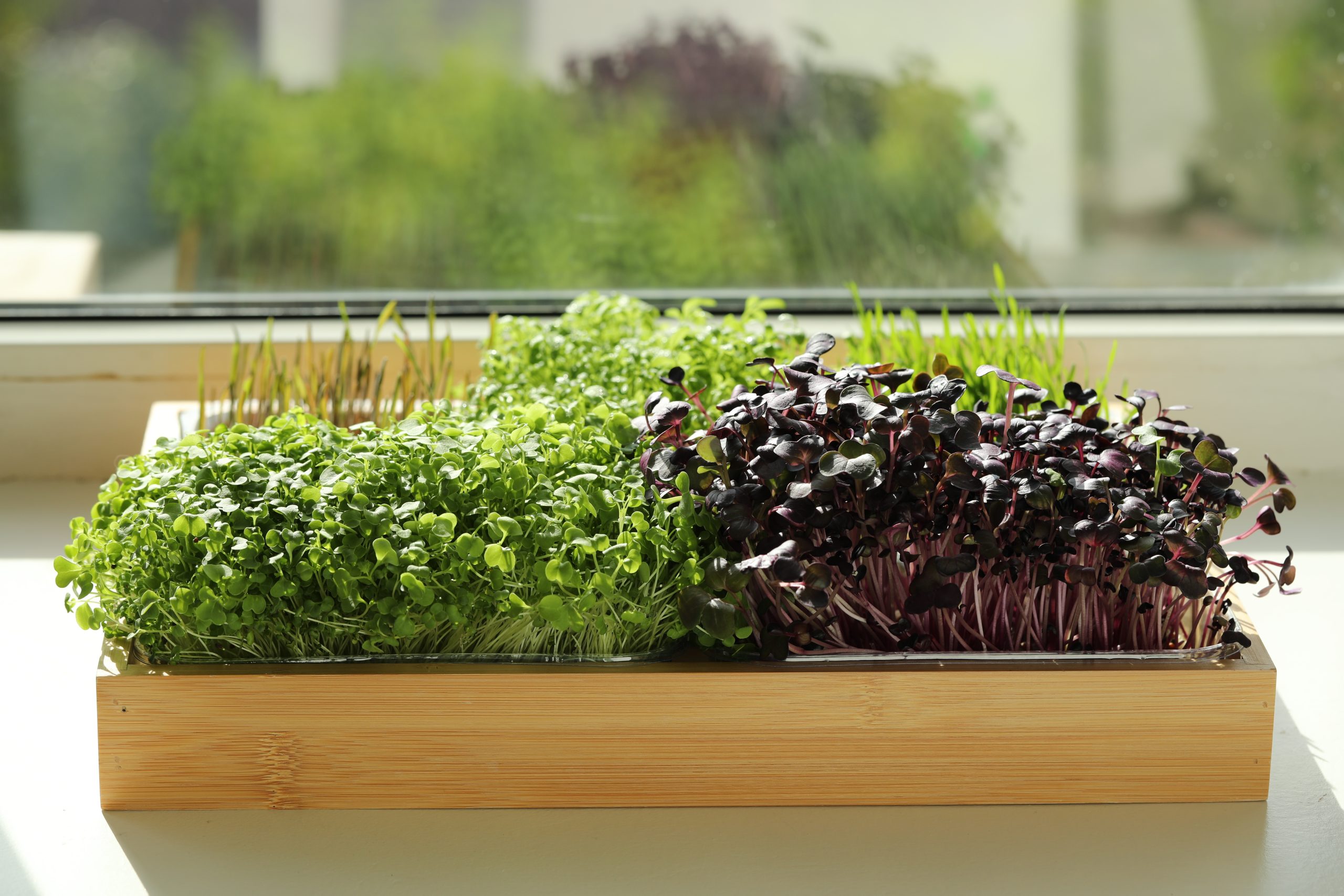 what is the healthiest microgreen