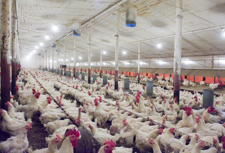 10 Key Essentials for Proper Poultry Housing