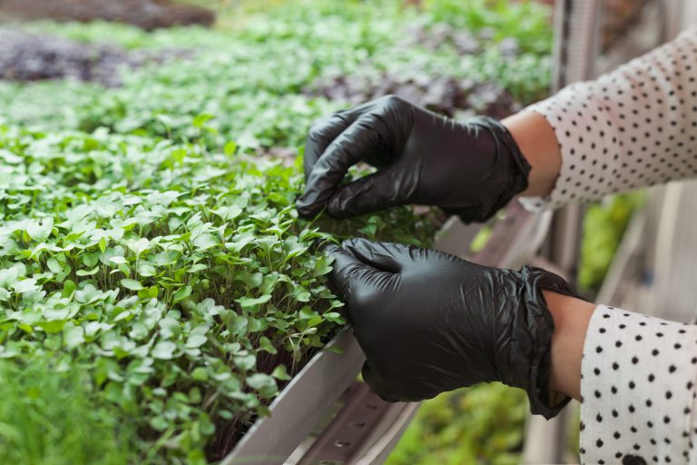 5 Microgreens With the Highest Yield for Gardeners