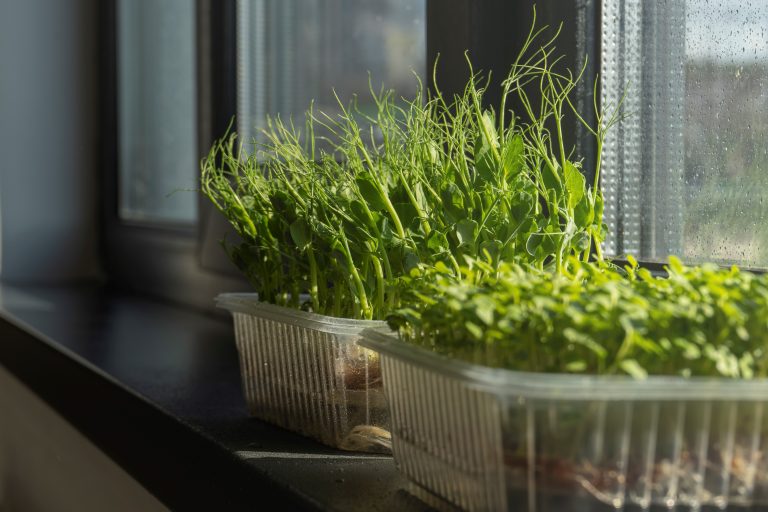 5 Best Soils for Thriving Indoor Microgreens