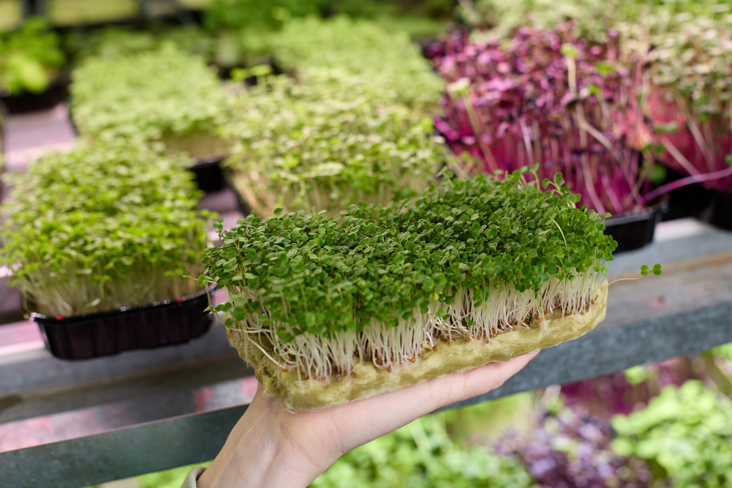 which microgreen is the healthiest